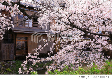 祇園白川 満開の桜 祇園白川 満開の桜 88736673