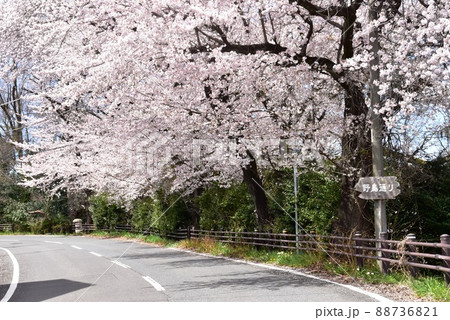 群馬県高崎市　観音山羽衣線（野鳥通り）の満開桜並木 88736821