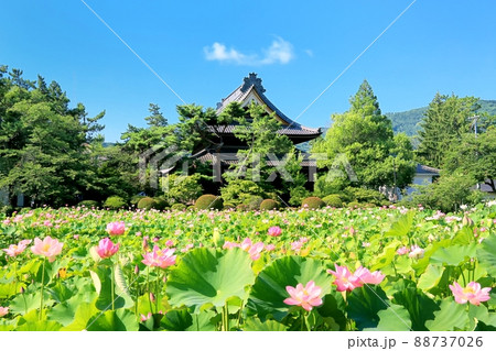 信濃国分寺のハス 信濃国分寺のハス 88737026