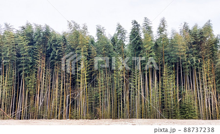 竹やぶ 竹やぶ 88737238