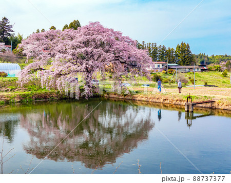 水に映る芳水の桜1 88737377