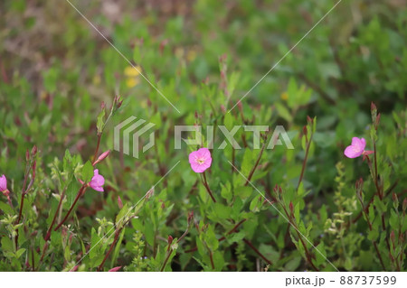 アカバナユウゲショウの花 アカバナユウゲショウの花 88737599