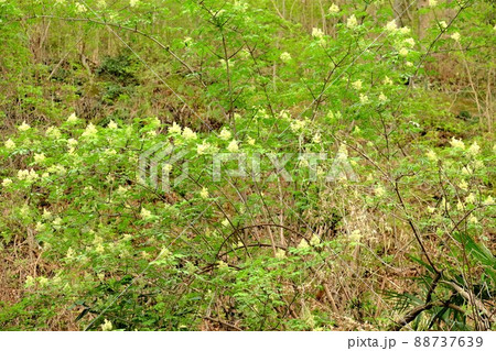 崖に咲くニワトコの花　【相模原市津久井　4月】 88737639
