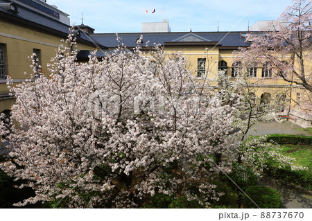 京都府庁旧本館 満開の桜 京都府庁旧本館 満開の桜 88737670