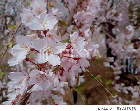 シダレザクラを眺め見る目線 シダレザクラを眺め見る目線 88738080