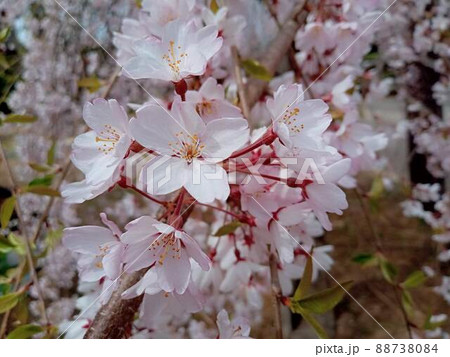 シダレザクラの花々 88738084