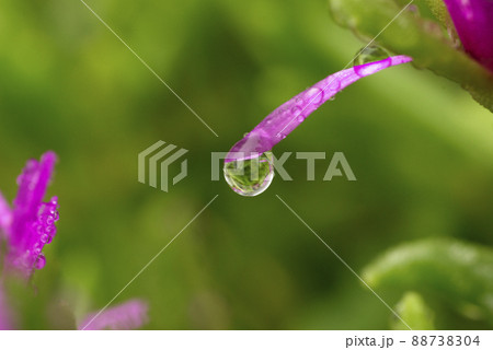 マツバギク(松葉菊)に付いた雫(滴,シズク,しずく,水滴)の様子が面白い マツバギク(松葉菊)に付いた雫(滴,シズク,しずく,水滴)の様子が面白い 88738304