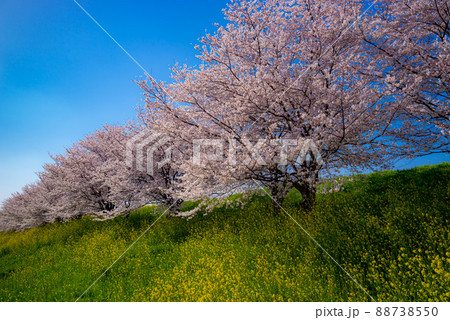 青空の下の桜並木と菜の花が咲く春の堤の風景 遠近感 d-1の写真素材