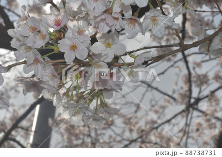砂押川 桜 砂押川 桜 88738731