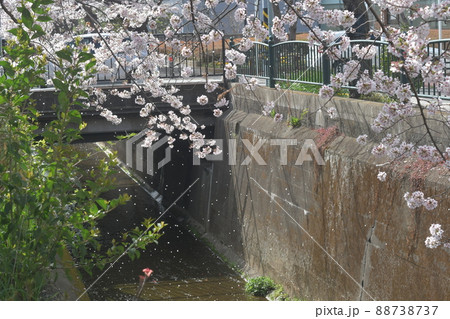 砂押川　桜 88738737
