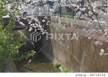 砂押川　桜 88738738