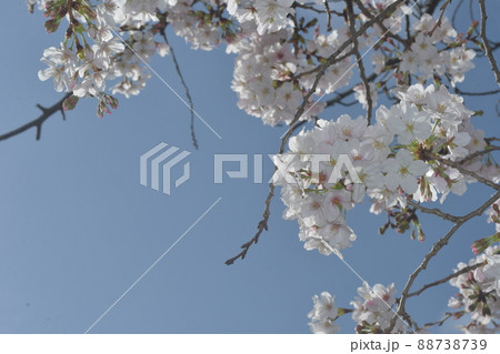 砂押川 桜 砂押川 桜 88738739