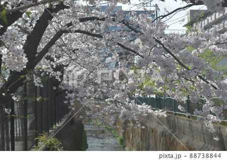 砂押川　桜 88738844