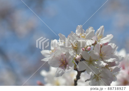 　桜 砂押川　 88738927