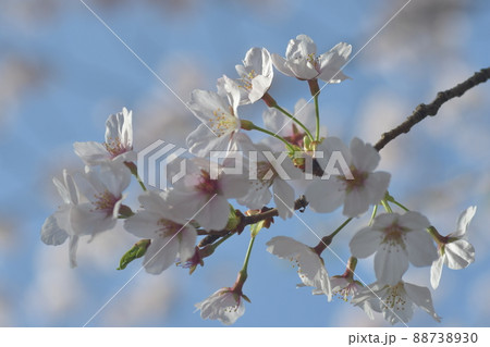　桜 砂押川　 88738930