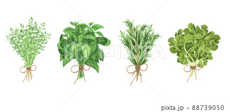 Bouquet fresh thyme, basil, rosemary, coriander. Watercolor illustration for cooking design Isolated. Art for design 88739050