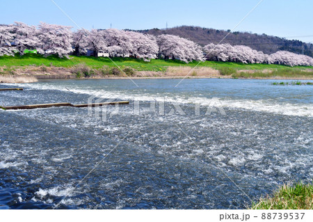 宮城県　春爛漫　白石川の水面に映る一目千本桜　 88739537