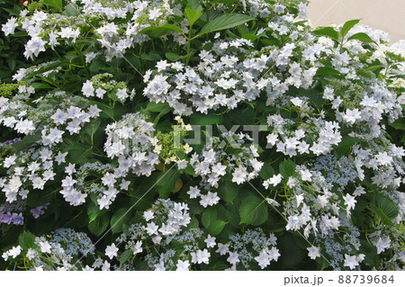 白く星を散りばめたような紫陽花、ガクは線香花火の炎のようにも見えて 88739684