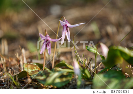 カタクリの花 88739855