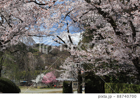 放光寺と桜 放光寺と桜 88740700