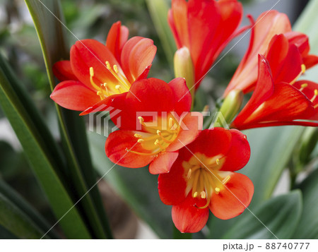 鮮やかなクンシランの花 88740777