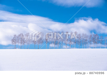 《北海道》冬の美瑛・白樺と雪原の大地 《北海道》冬の美瑛・白樺と雪原の大地 88740996