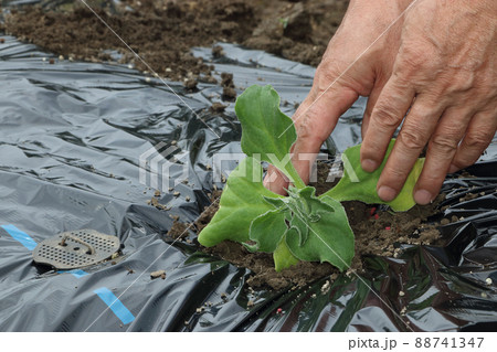 アイスプラントの定植 88741347