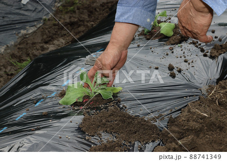 アイスプラントの定植 アイスプラントの定植 88741349