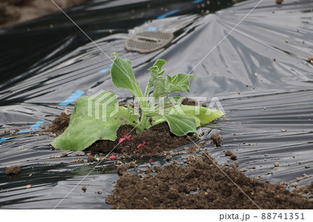 アイスプラントの定植 アイスプラントの定植 88741351