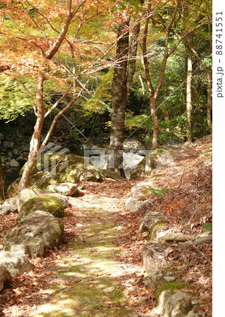 秋の滑床自然森林公園 秋の滑床自然森林公園 88741551