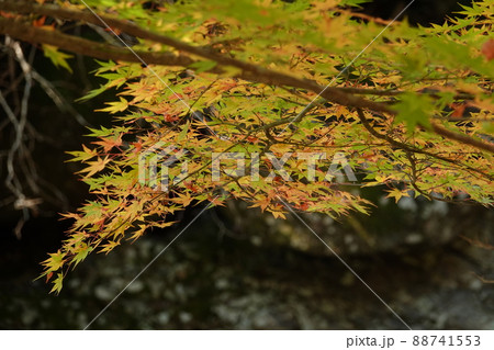 秋を彩るモミジ 88741553