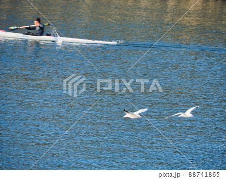 飛んでるカモメ2羽とシーカヤック 88741865
