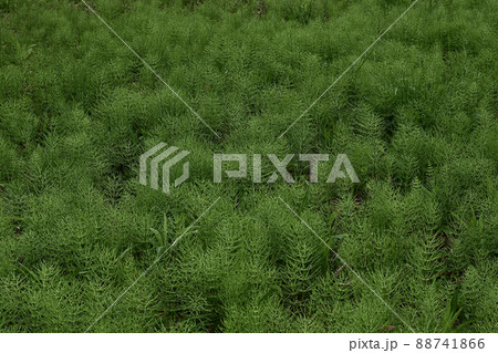 スギナの群生地 88741866