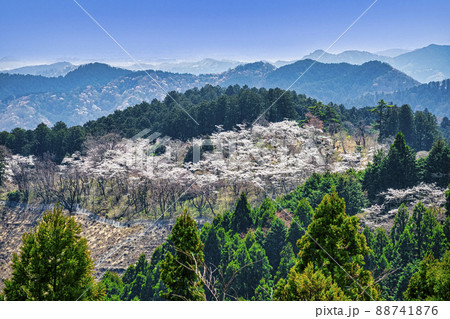 東京都 高尾山 一丁平の千本桜 日影沢林道から 東京都 高尾山 一丁平の千本桜 日影沢林道から 88741876
