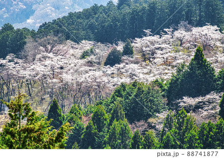 東京都 高尾山 一丁平の千本桜 日影沢林道から 東京都 高尾山 一丁平の千本桜 日影沢林道から 88741877