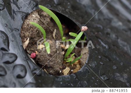 ホウレンソウ蒔いて十日目 88741955