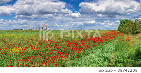 Clouds in the blue sky above the poppy field Clouds in the blue sky above the poppy field 88742208