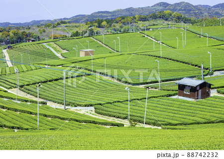 福岡県を代表するお茶の産地　美しい八女中央大茶園 88742232