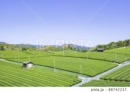 福岡県を代表するお茶の産地　美しい八女中央大茶園 88742237