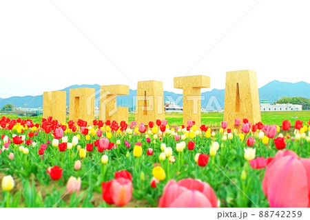 のおがたチューリップフェアのモニュメント 88742259