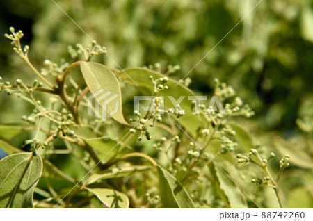 クスノキの花 88742260