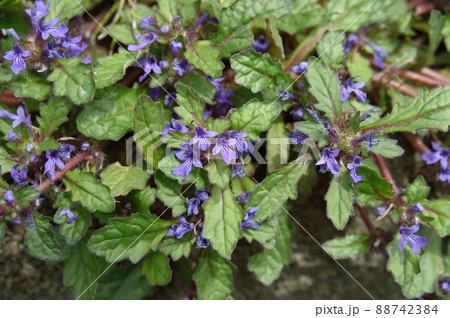 キランソウ 88742384