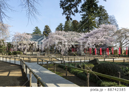 水戸大師六地蔵寺の朝【春さくら満開期】 水戸大師六地蔵寺の朝【春さくら満開期】 88742385