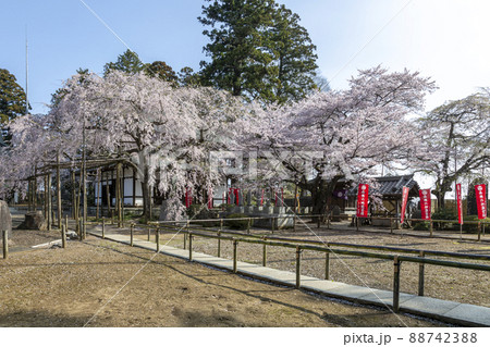 水戸大師六地蔵寺の朝【春さくら満開期】 水戸大師六地蔵寺の朝【春さくら満開期】 88742388