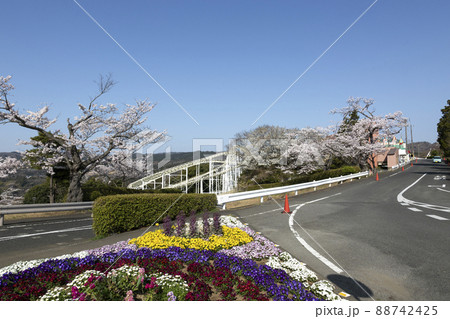 青空を背に桜咲く春のかみねレジャーランド 88742425