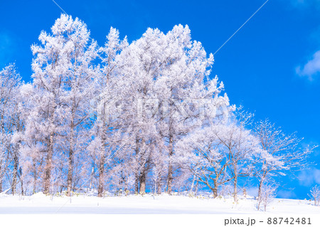 《北海道》冬の美瑛・樹氷と雪原の大地 88742481