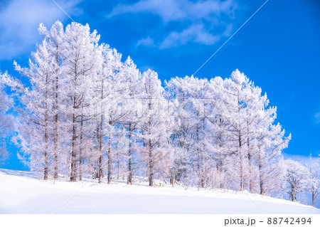 《北海道》冬の美瑛・樹氷と雪原の大地 88742494