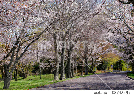 伊勢 神宮徴古館 さくら 伊勢 神宮徴古館 さくら 88742597