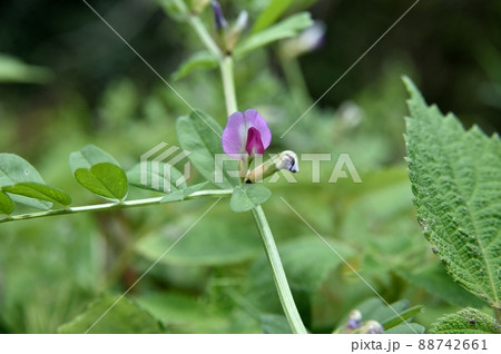 カラスノエンドウ 88742661