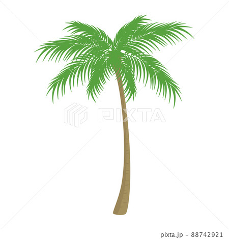 ヤシの木のイラスト ヤシの木のイラスト 88742921